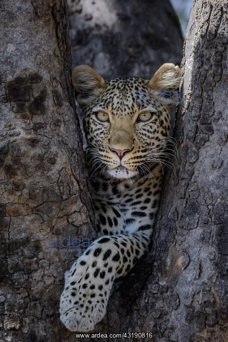 : African leopard (Panthera pardus pardus) female : African leopard (Panthera pardus pardus) female