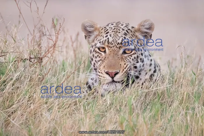 : African leopard (Panthera pardus) portrait in the : African leopard (Panthera pardus) portrait in the