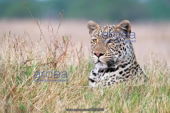 : African leopard (Panthera pardus) portrait in the : African leopard (Panthera pardus) portrait in the