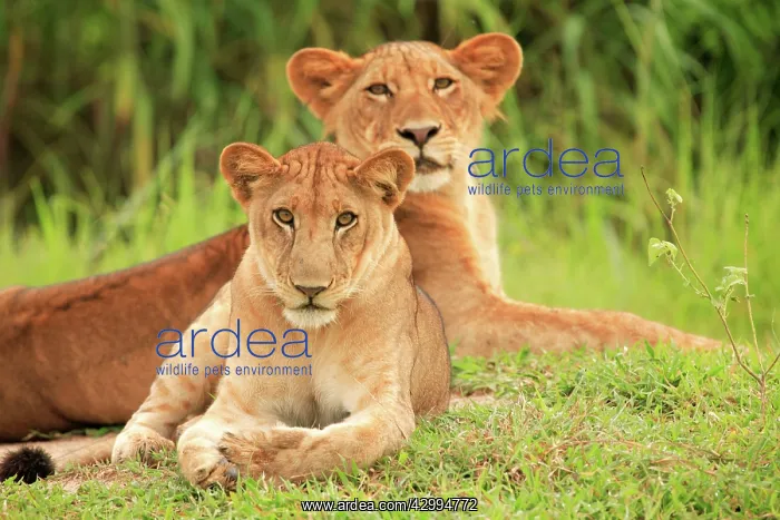 : African Lion - 2 sub adults Selous Game Reserve : African Lion - 2 sub adults Selous Game Reserve