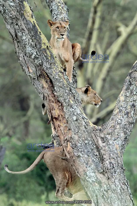 : African Lion - 3 females in a tree Lake Nakuru National : African Lion - 3 females in a tree Lake Nakuru National