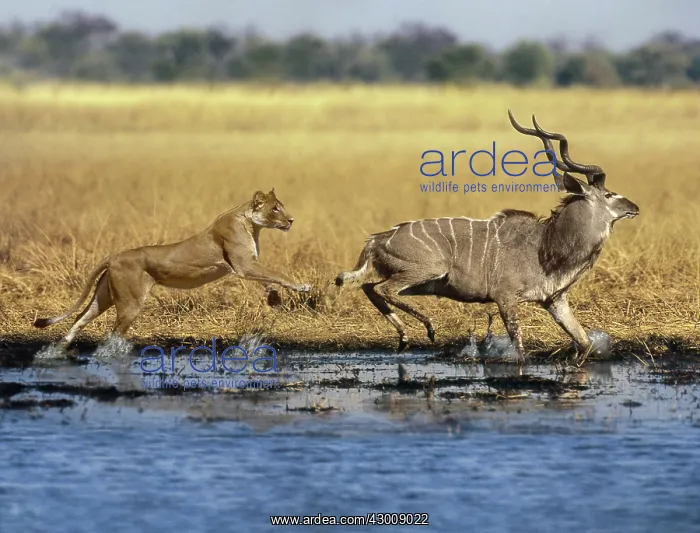 : African Lion : African Lion