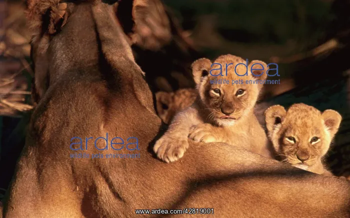 : African Lion - 6 week old cubs by mother : African Lion - 6 week old cubs by mother