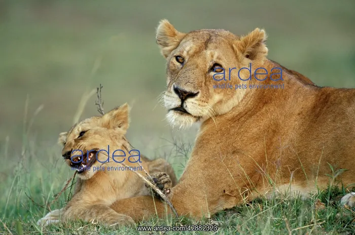 : African Lion - Adult with cub : African Lion - Adult with cub