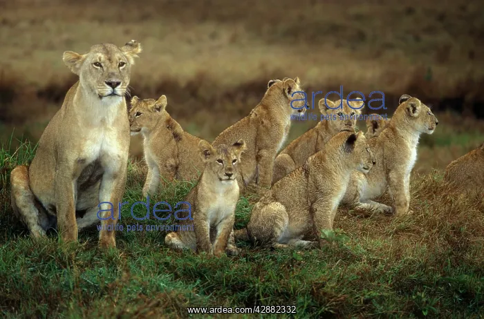 : African Lion - Adult with cubs : African Lion - Adult with cubs