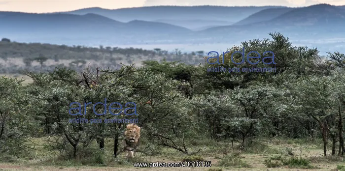 : African Lion adult male walking at dawn : African Lion adult male walking at dawn