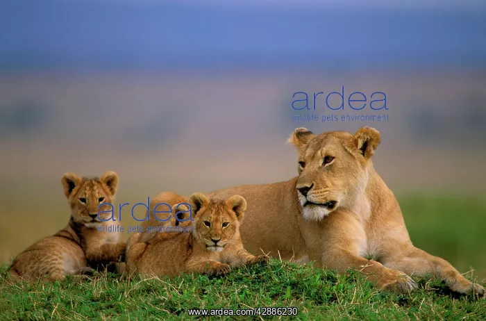  : African Lion - Adult and young
