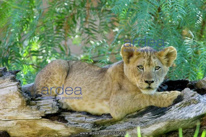 : African Lion - cub : African Lion - cub