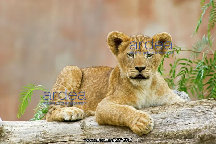 : African Lion - cub : African Lion - cub