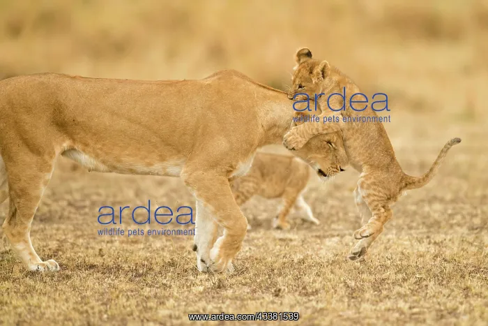 : African lion cub jumping on her mothers head in : African lion cub jumping on her mothers head in