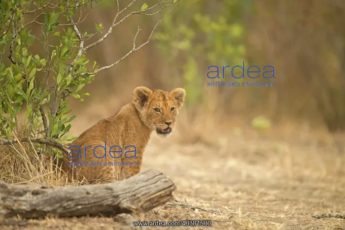 : African Lion cub in Masai Mara, Kenya, Africa : African Lion cub in Masai Mara, Kenya, Africa