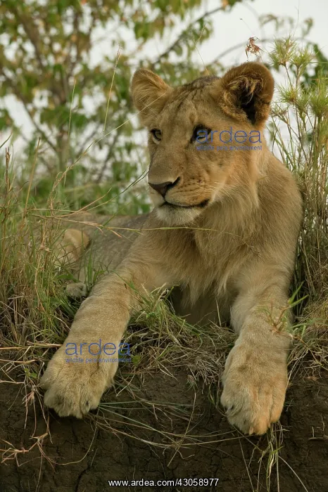 : African Lion cub, Panthera leo, posing on : African Lion cub, Panthera leo, posing on