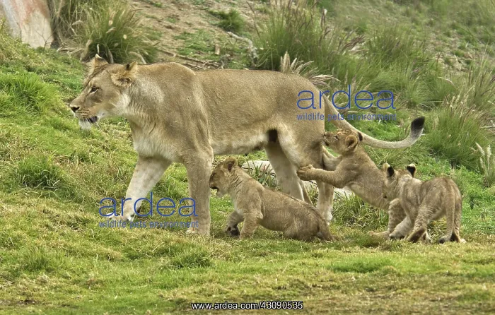 : African lion and cubs : African lion and cubs