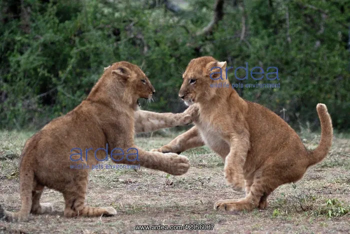 : African Lion - cubs play-fighting : African Lion - cubs play-fighting
