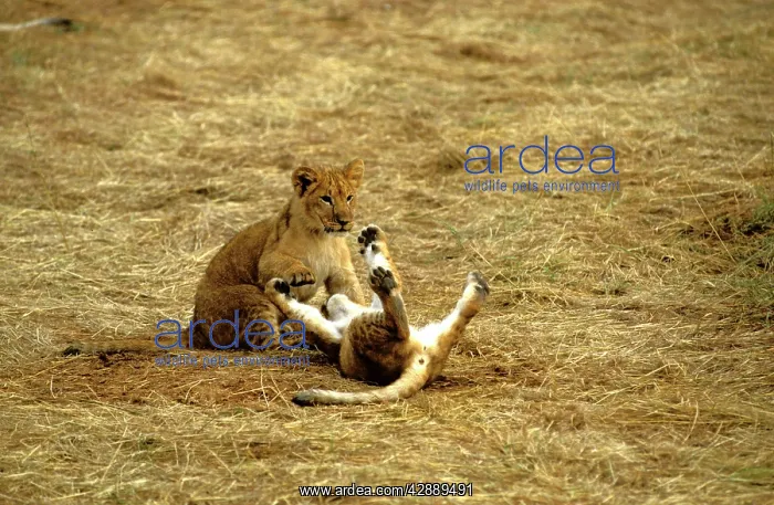  : African Lion - cubs playing