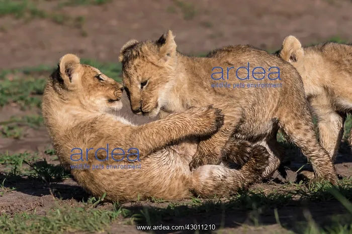 : African Lion cubs playing Masai Mara National Reserve, Kenya : African Lion cubs playing Masai Mara National Reserve, Kenya