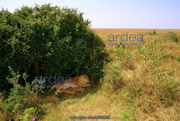  : African Lion - cubs suckling sheltering in shade
