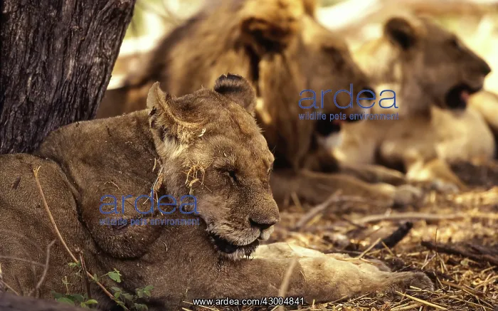 : African Lion dying lioness with infected : African Lion dying lioness with infected