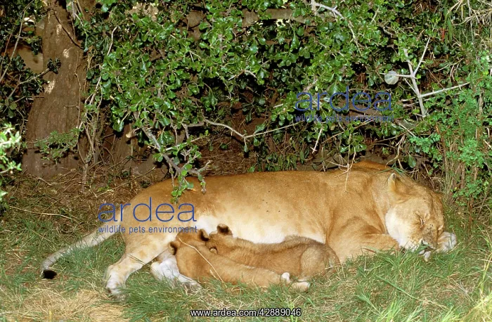  : African Lion - female with cubs suckling - sheltering