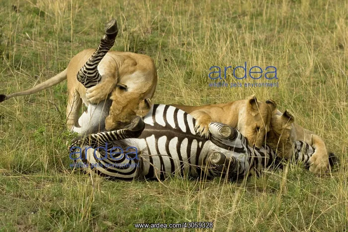 : African Lion Females, Panthera leo, with : African Lion Females, Panthera leo, with