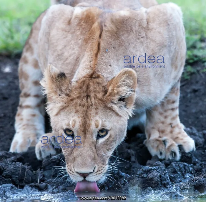 : African Lion juvenile drinking from water hole : African Lion juvenile drinking from water hole
