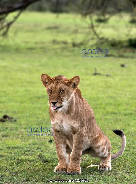  : African Lion juvenile urinating