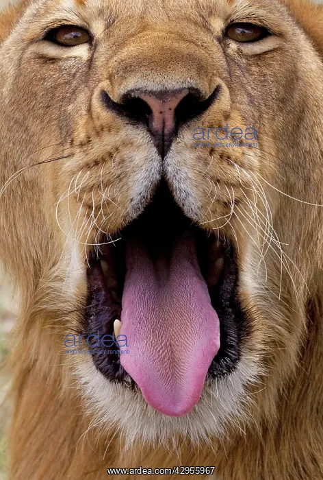 : African Lion - lioness with mouth open : African Lion - lioness with mouth open