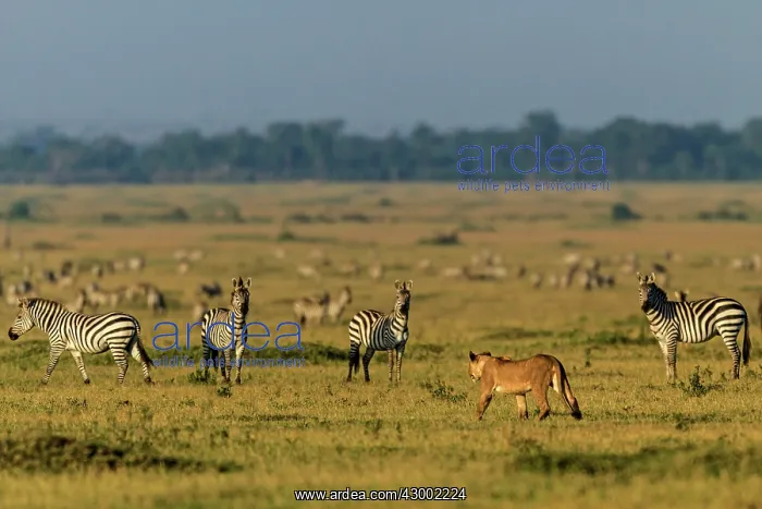 : African Lion lioness prowling with Plains : African Lion lioness prowling with Plains