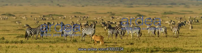  : African Lion lioness prowling with Plains