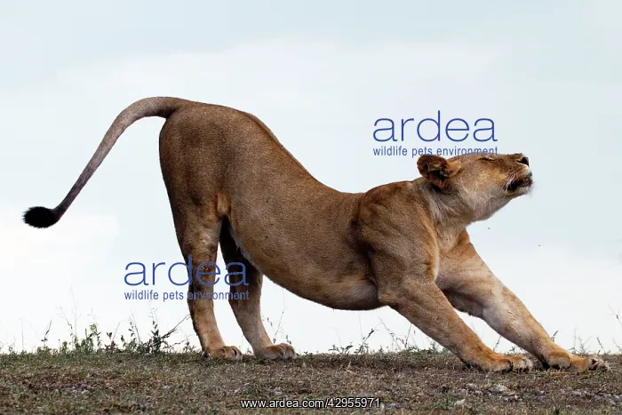  : African Lion - lioness stretching before hunt