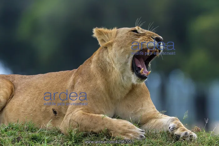: African Lion - lioness yawning. Masai Mara National : African Lion - lioness yawning. Masai Mara National
