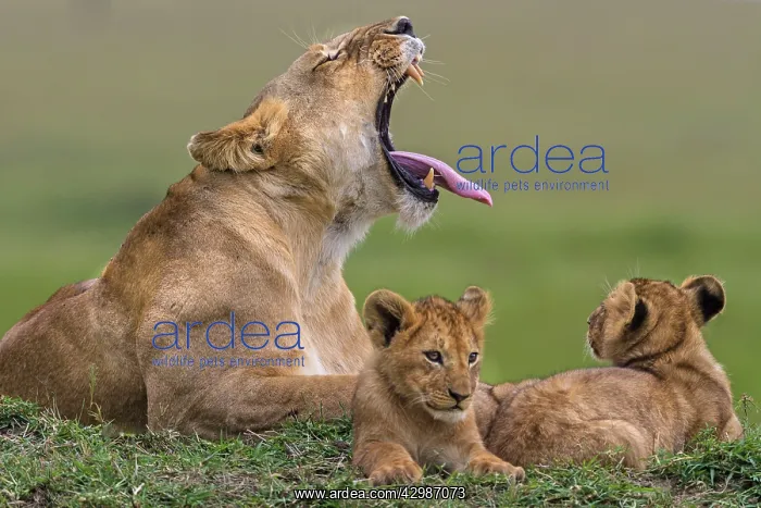: African Lion - lioness yawning with cubs. Masai : African Lion - lioness yawning with cubs. Masai