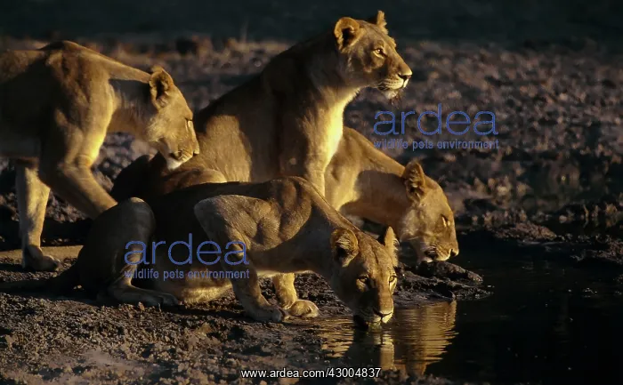 : African Lion lionesses drinking at a waterhole at sunset : African Lion lionesses drinking at a waterhole at sunset