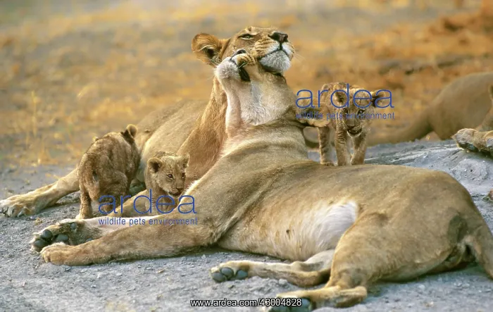 : African Lion lionesses headrubbing by cubs : African Lion lionesses headrubbing by cubs