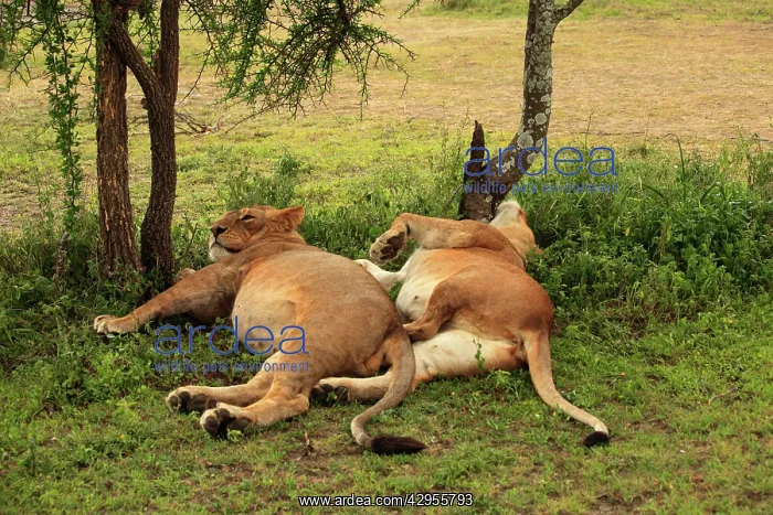 : African Lion - lionesses laying down resting : African Lion - lionesses laying down resting
