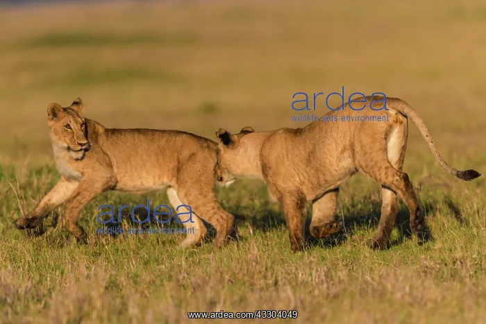 : African Lion - lionesses playing : African Lion - lionesses playing