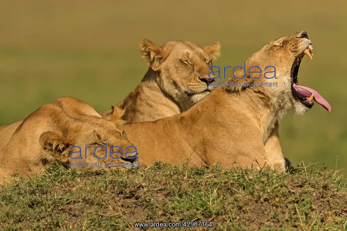 : African Lion - lionesses sleeping and yawning : African Lion - lionesses sleeping and yawning