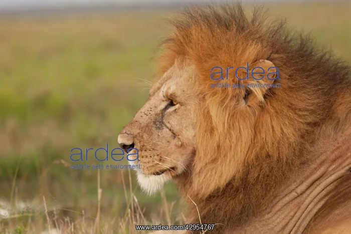 : African Lion - male : African Lion - male