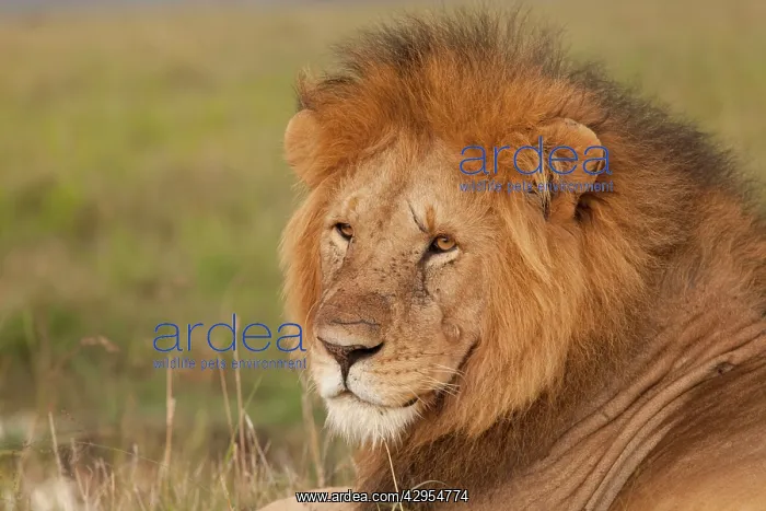 : African Lion - male : African Lion - male