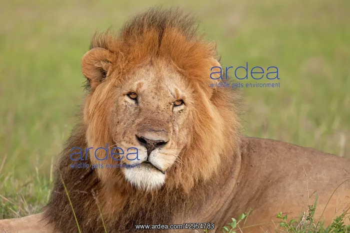 : African Lion - male : African Lion - male