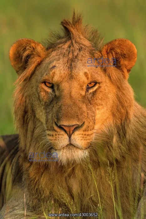: African Lion male : African Lion male