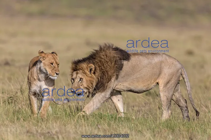 : African Lion - male eager to start mating with the lioness : African Lion - male eager to start mating with the lioness