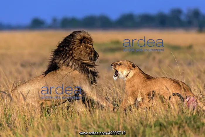 : African Lion male and female lioness roaring in : African Lion male and female lioness roaring in