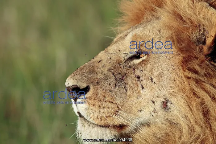 : African Lion - male Masai Mara National Park, Kenya : African Lion - male Masai Mara National Park, Kenya