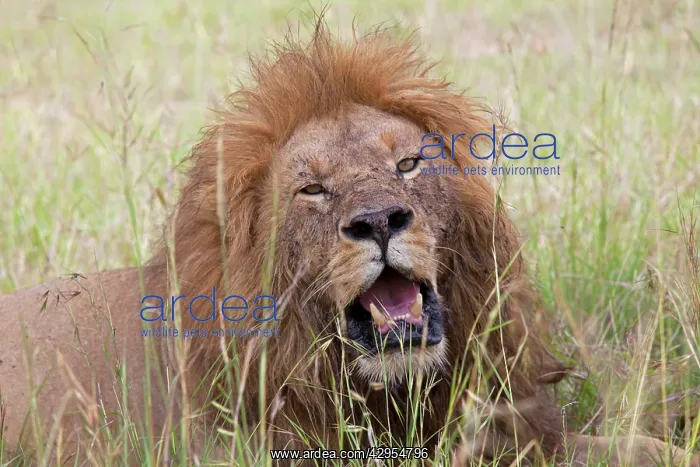 : African Lion - male with mouth open : African Lion - male with mouth open