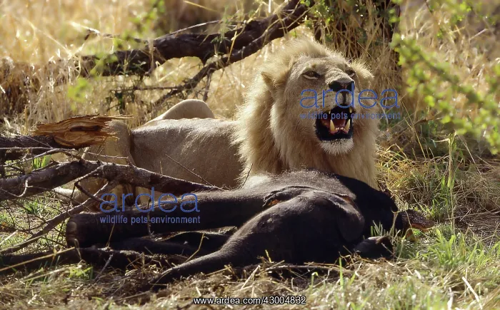 : African Lion male panting after killing : African Lion male panting after killing