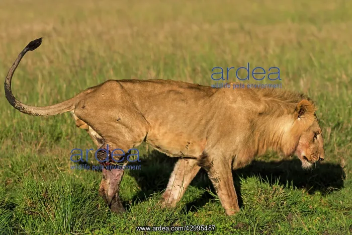 : African Lion male with rear leg bitten off in a : African Lion male with rear leg bitten off in a