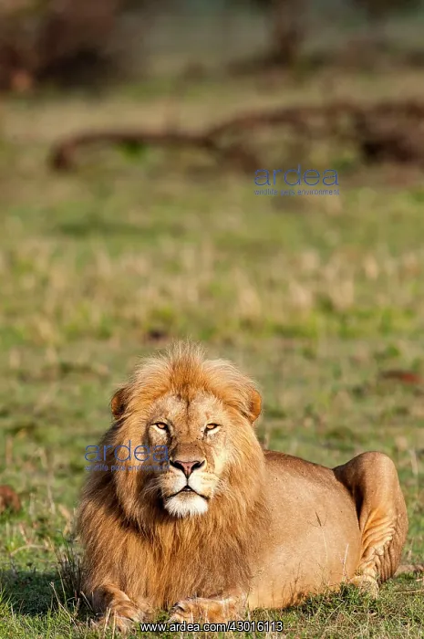  : African Lion male resting on grass