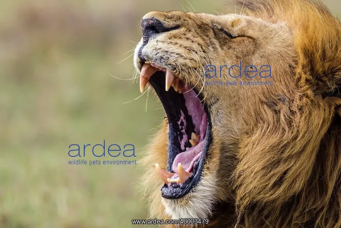: African Lion male yawning : African Lion male yawning