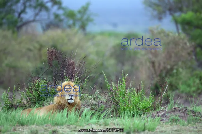 : Lion. African Lion (pantera leo) laying down in bush : Lion. African Lion (pantera leo) laying down in bush